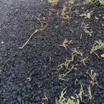 Plopşoru: A răsărit iarba prin asfaltul recent turnat