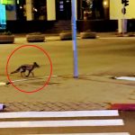 14:29 Vulpe, pe străzile din Târgu-Jiu. Adrian Tudor: Cerem o reacție rapidă a autorităților