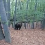 14:25 Urs, urmărit prin pădure de un gorjean. VIDEO