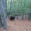 14:25 Urs, urmărit prin pădure de un gorjean. VIDEO
